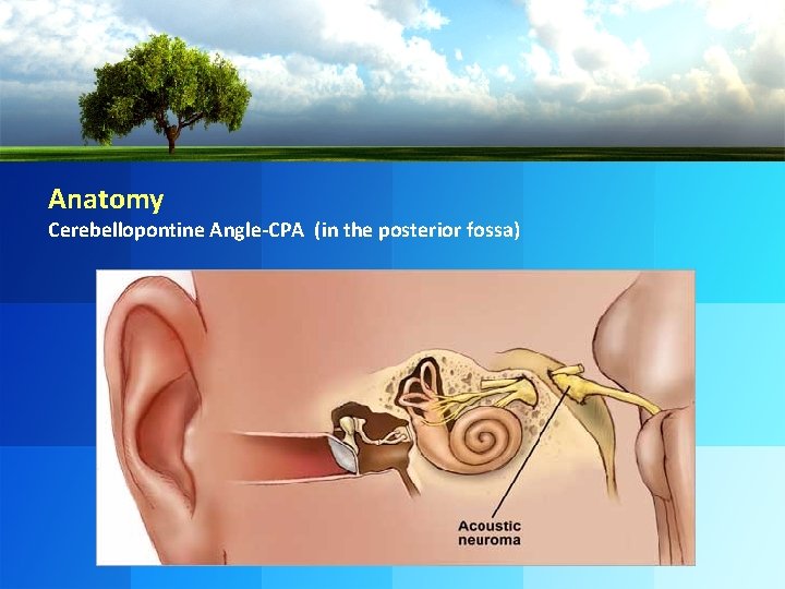 Anatomy Cerebellopontine Angle-CPA (in the posterior fossa) 