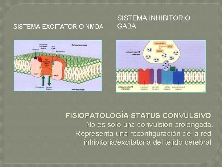 SISTEMA EXCITATORIO NMDA SISTEMA INHIBITORIO GABA FISIOPATOLOGÍA STATUS CONVULSIVO No es solo una convulsión SISTEMA EXCITATORIO NMDA SISTEMA INHIBITORIO GABA FISIOPATOLOGÍA STATUS CONVULSIVO No es solo una convulsión