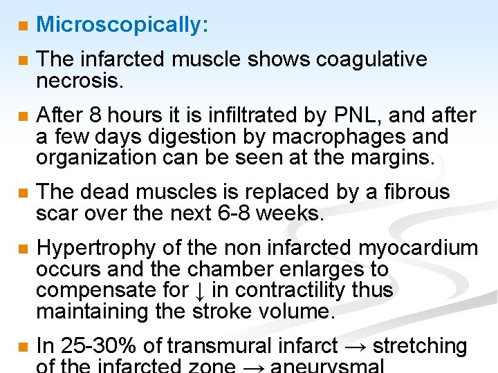 n Microscopically: n The infarcted muscle shows coagulative necrosis. n After 8 hours it