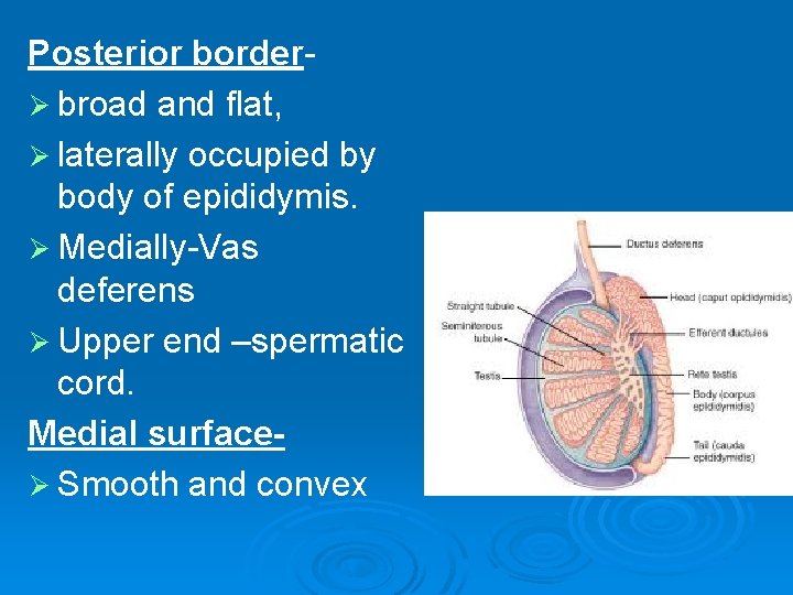 Posterior borderØ broad and flat, Ø laterally occupied by body of epididymis. Ø Medially-Vas