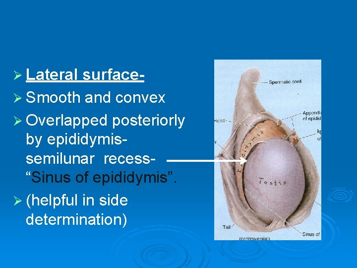 Ø Lateral surfaceØ Smooth and convex Ø Overlapped posteriorly by epididymissemilunar recess“Sinus of epididymis”.