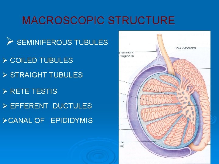 MACROSCOPIC STRUCTURE Ø SEMINIFEROUS TUBULES Ø COILED TUBULES Ø STRAIGHT TUBULES Ø RETE TESTIS