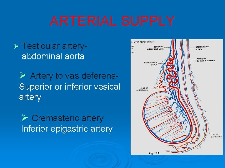 ARTERIAL SUPPLY Ø Testicular arteryabdominal aorta Ø Artery to vas deferens. Superior or inferior