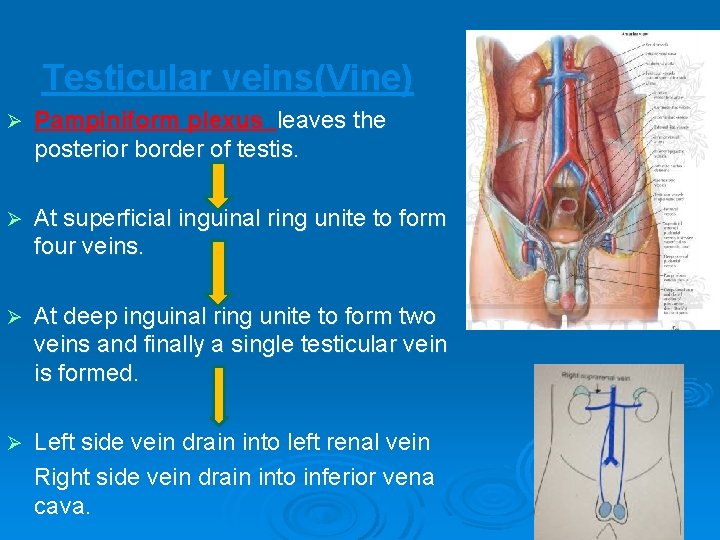 Testicular veins(Vine) Ø Pampiniform plexus leaves the posterior border of testis. Ø At superficial