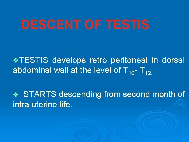 DESCENT OF TESTIS v. TESTIS develops retro peritoneal in dorsal abdominal wall at the