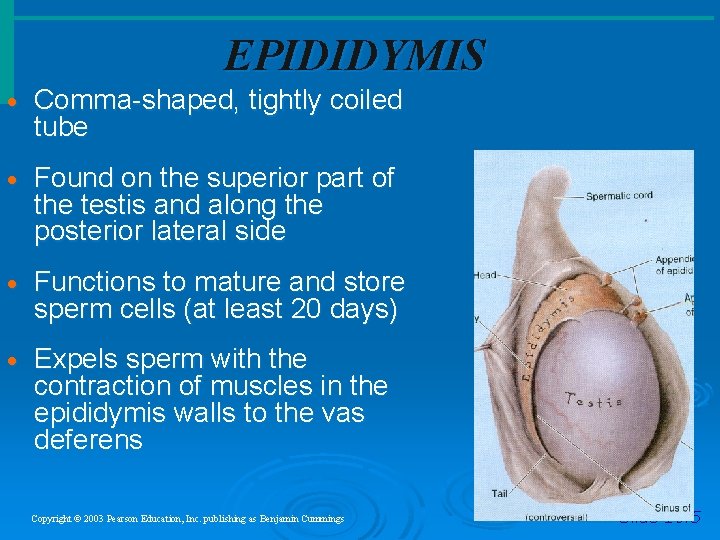 EPIDIDYMIS · Comma-shaped, tightly coiled tube · Found on the superior part of the