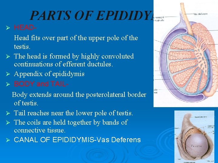 PARTS OF EPIDIDYMIS HEADHead fits over part of the upper pole of the testis.