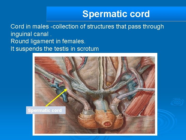 Spermatic cord Cord in males -collection of structures that pass through inguinal canal. Round