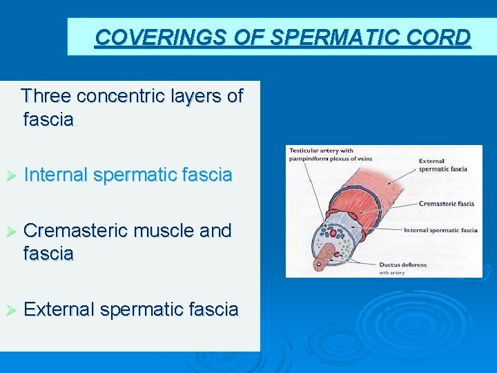 COVERINGS OF SPERMATIC CORD Three concentric layers of fascia. Ø Internal spermatic fascia Ø