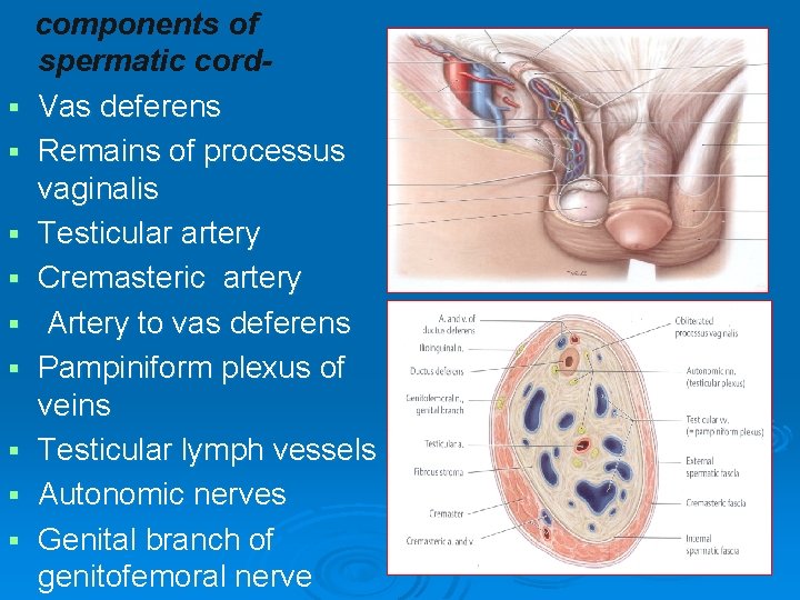 § § § § § components of spermatic cord. Vas deferens Remains of processus