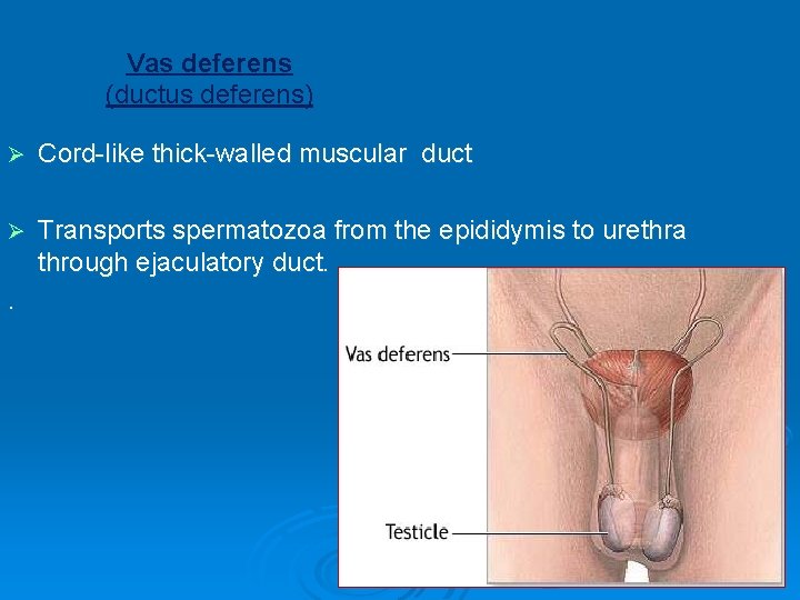 Vas deferens (ductus deferens) Ø Cord-like thick-walled muscular duct Ø Transports spermatozoa from the