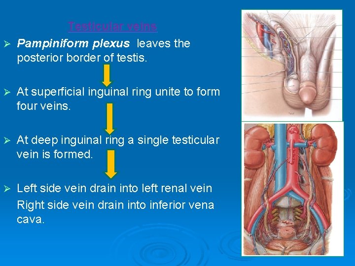 Testicular veins Ø Pampiniform plexus leaves the posterior border of testis. Ø At superficial