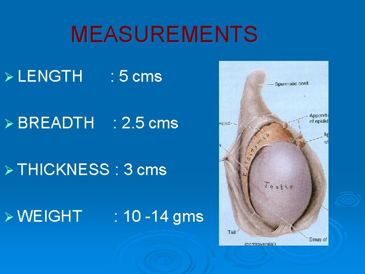 MEASUREMENTS Ø LENGTH : 5 cms Ø BREADTH : 2. 5 cms Ø THICKNESS