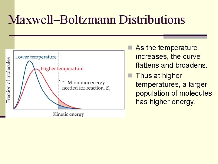 Maxwell–Boltzmann Distributions n As the temperature increases, the curve flattens and broadens. n Thus