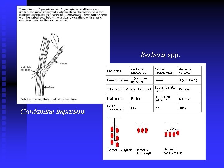 Berberis spp. Cardamine impatiens 