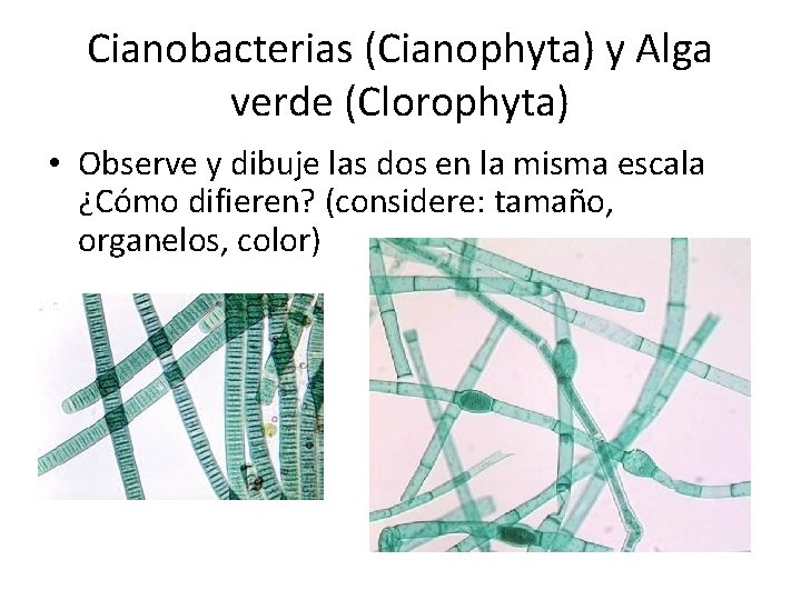 Cianobacterias (Cianophyta) y Alga verde (Clorophyta) • Observe y dibuje las dos en la