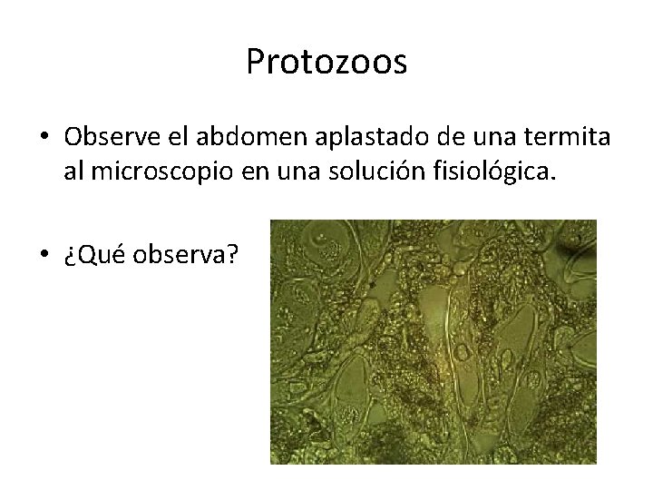 Protozoos • Observe el abdomen aplastado de una termita al microscopio en una solución