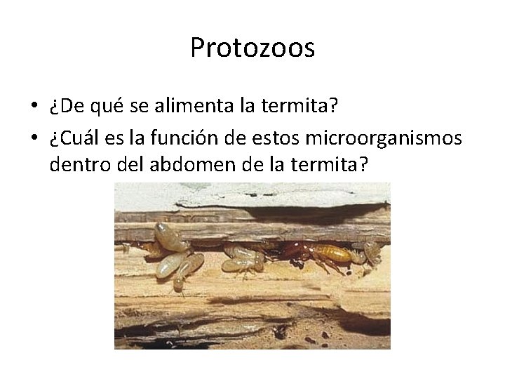 Protozoos • ¿De qué se alimenta la termita? • ¿Cuál es la función de