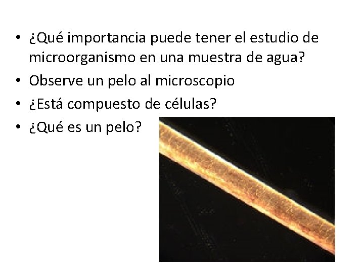  • ¿Qué importancia puede tener el estudio de microorganismo en una muestra de