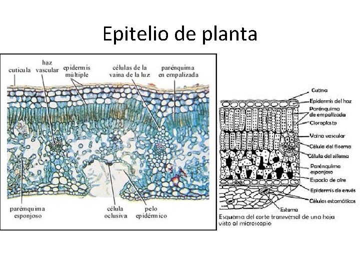 Epitelio de planta 