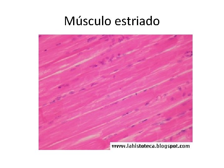 Músculo estriado 