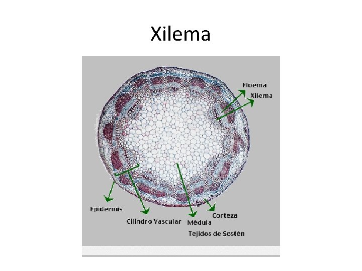 Xilema 