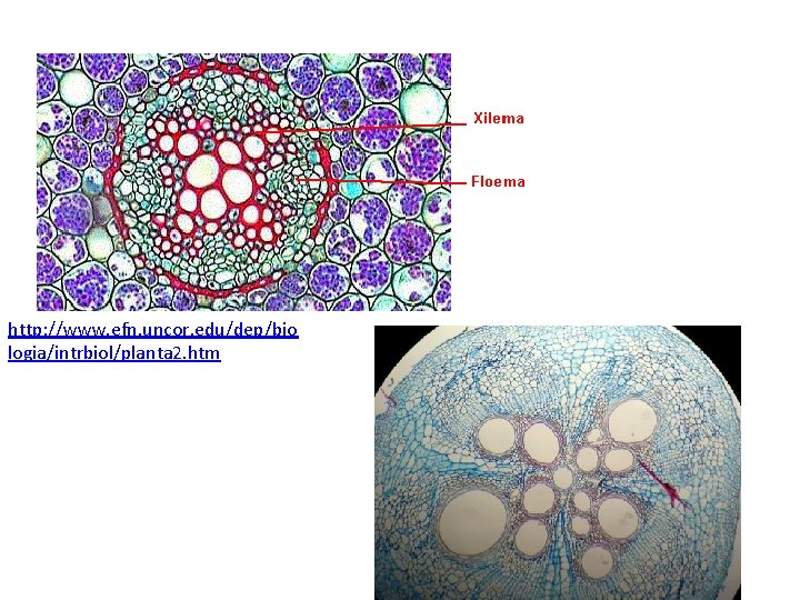 http: //www. efn. uncor. edu/dep/bio logia/intrbiol/planta 2. htm 
