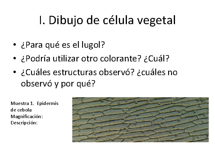 I. Dibujo de célula vegetal • ¿Para qué es el lugol? • ¿Podría utilizar
