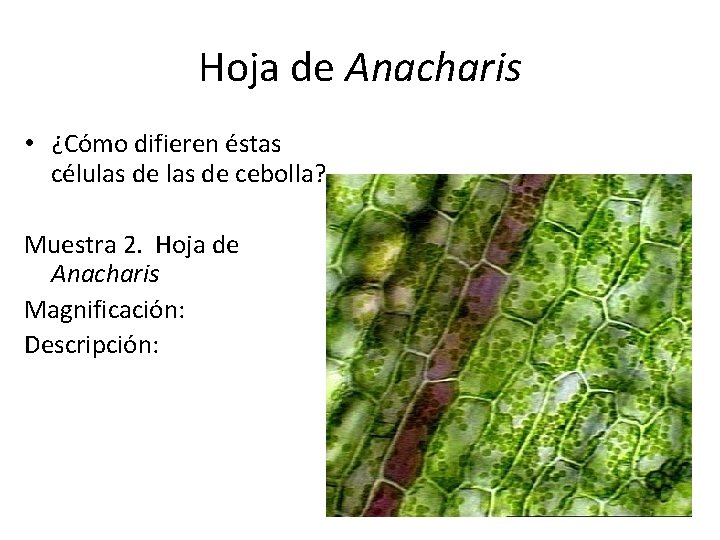 Hoja de Anacharis • ¿Cómo difieren éstas células de cebolla? Muestra 2. Hoja de