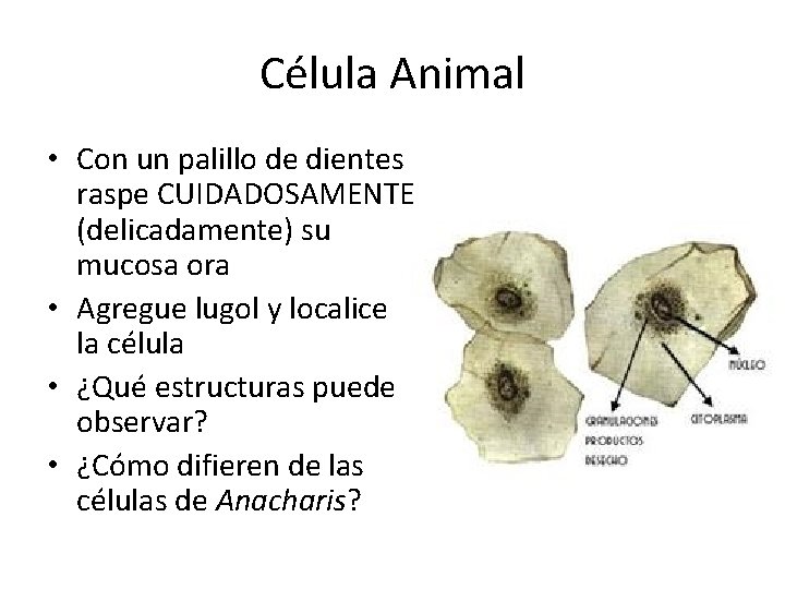 Célula Animal • Con un palillo de dientes raspe CUIDADOSAMENTE (delicadamente) su mucosa ora
