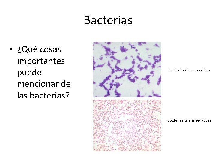 Bacterias • ¿Qué cosas importantes puede mencionar de las bacterias? 