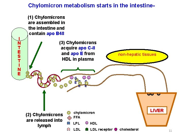 Chylomicron metabolism starts in the intestine(1) Chylomicrons are assembled in the intestine and contain