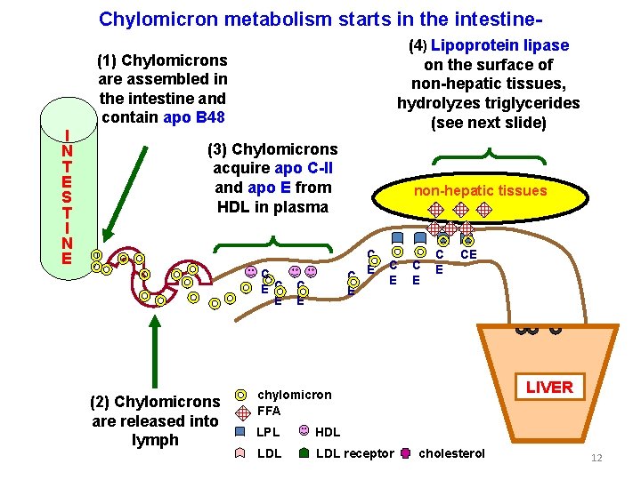 Chylomicron metabolism starts in the intestine(4) Lipoprotein lipase on the surface of non-hepatic tissues,