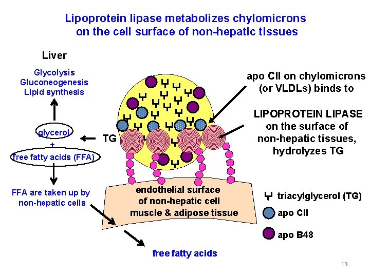 Lipoprotein lipase metabolizes chylomicrons on the cell surface of non-hepatic tissues Liver Glycolysis Gluconeogenesis