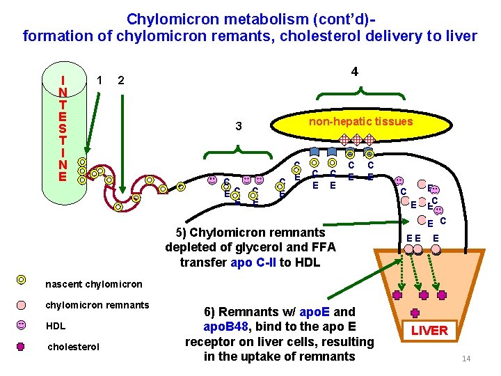 Chylomicron metabolism (cont’d)formation of chylomicron remants, cholesterol delivery to liver I N T E