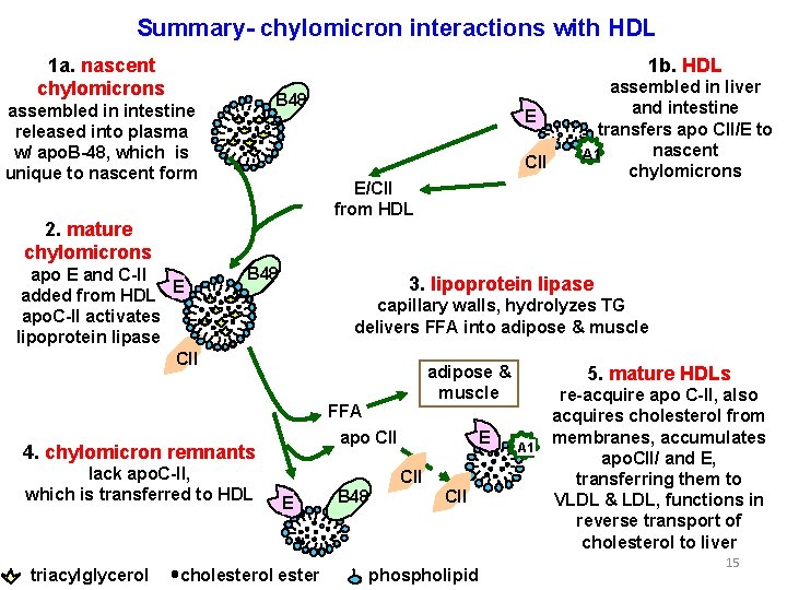 Summary- chylomicron interactions with HDL 1 a. nascent chylomicrons 1 b. HDL B 48