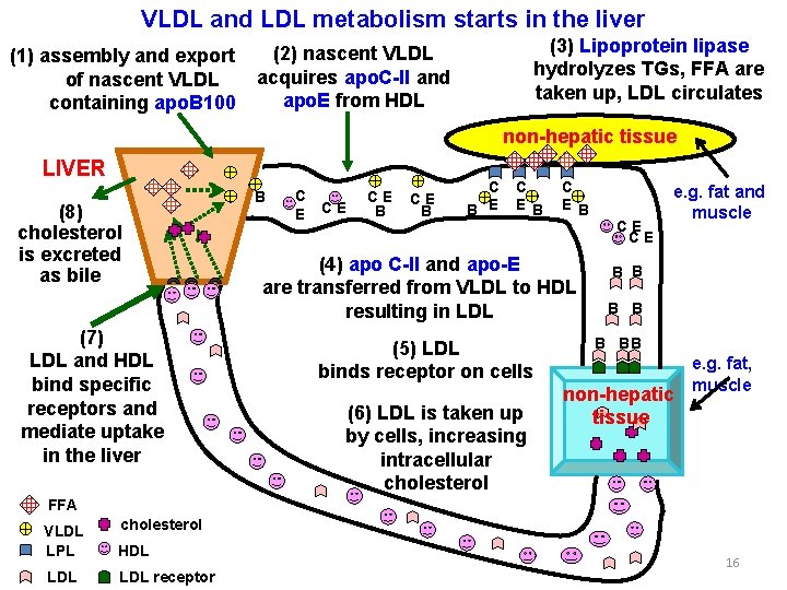 VLDL and LDL metabolism starts in the liver (1) assembly and export of nascent