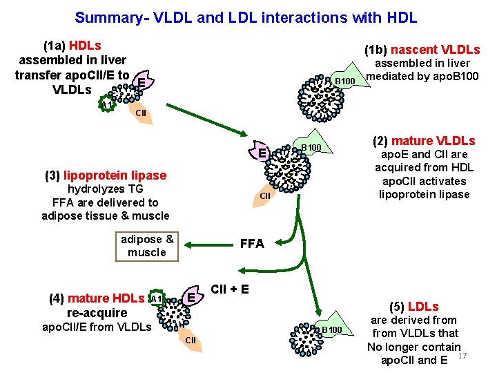 Summary- VLDL and LDL interactions with HDL (1 a) HDLs assembled in liver transfer