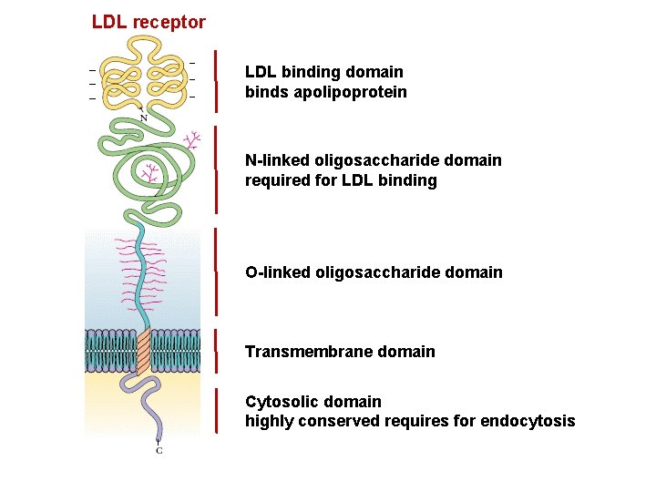 LDL receptor LDL binding domain binds apolipoprotein N-linked oligosaccharide domain required for LDL binding