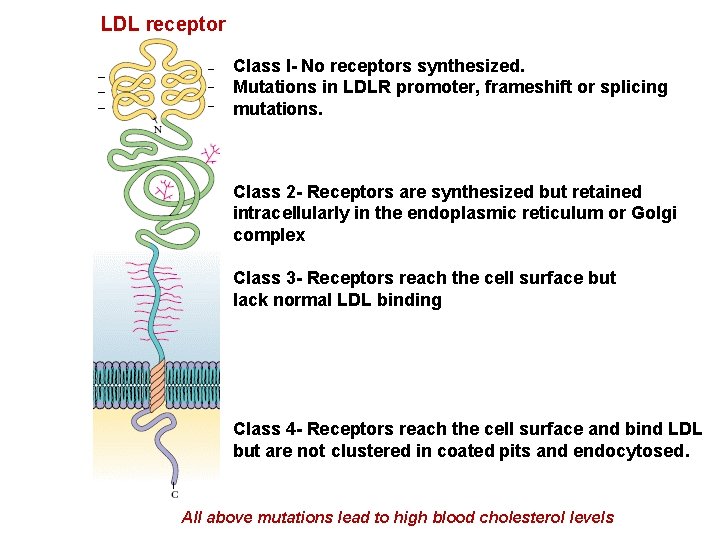 LDL receptor Class I- No receptors synthesized. Mutations in LDLR promoter, frameshift or splicing