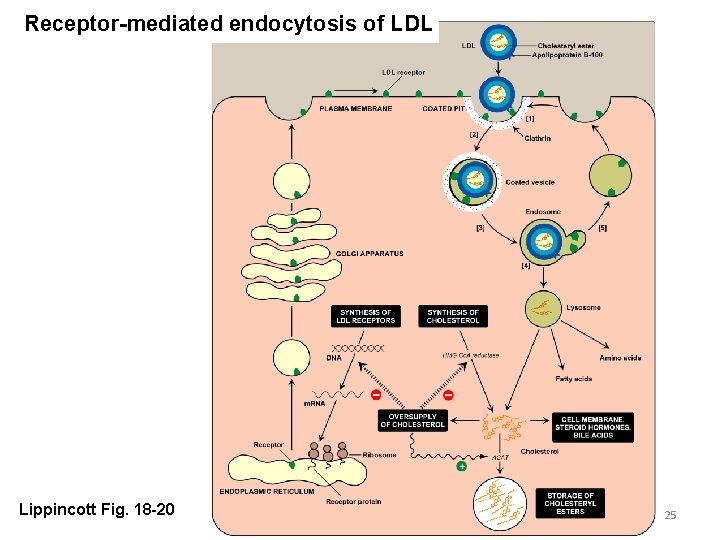 Receptor-mediated endocytosis of LDL Lippincott Fig. 18 -20 25 