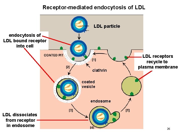 Receptor-mediated endocytosis of LDL particle endocytosis of LDL bound receptor into cell clathrin LDL