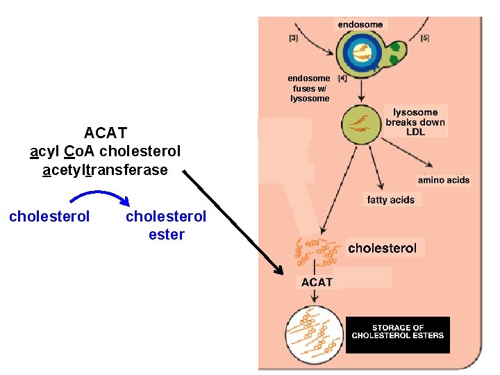 endosome fuses w/ lysosome ACAT acyl Co. A cholesterol acetyltransferase cholesterol ester 