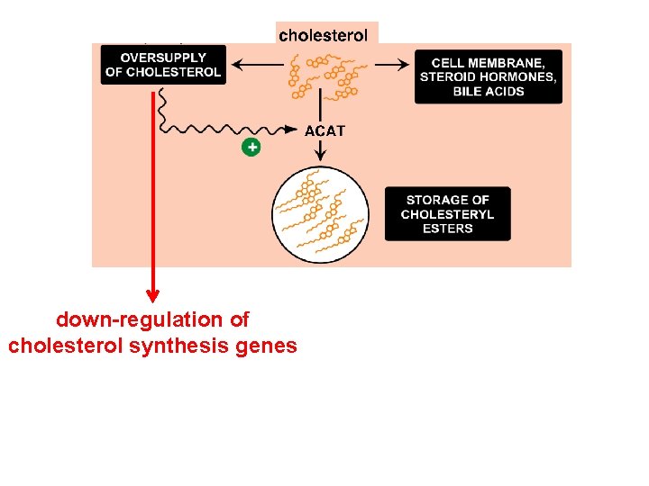down-regulation of cholesterol synthesis genes 