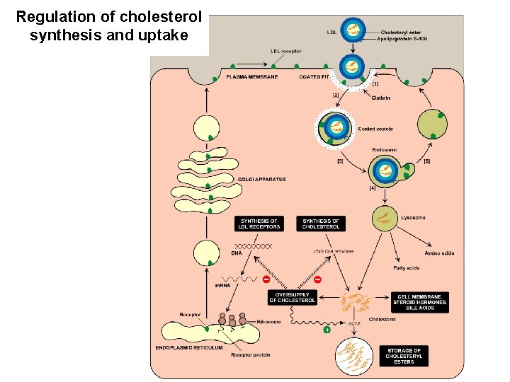 Regulation of cholesterol synthesis and uptake 