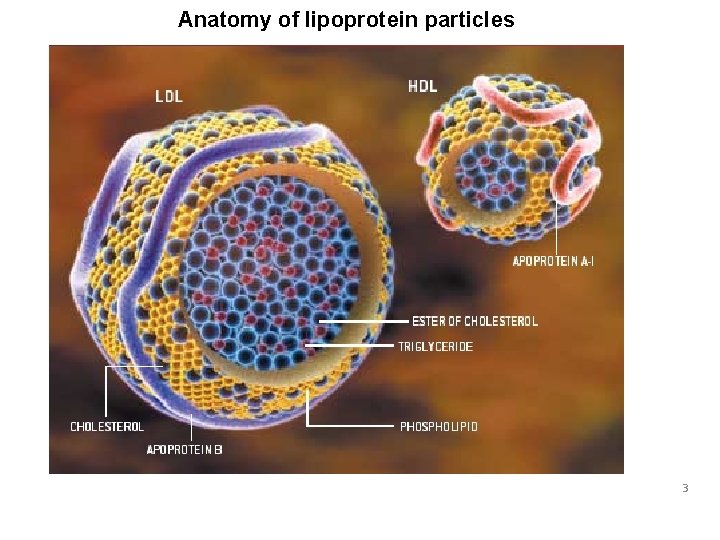 Anatomy of lipoprotein particles 3 