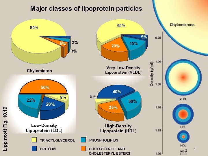 Lippincott Fig. 18. 19 Major classes of lipoprotein particles 6 