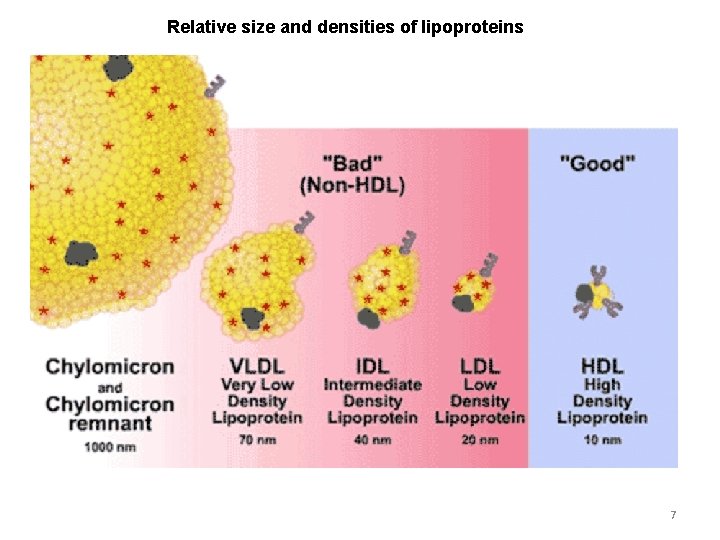 Relative size and densities of lipoproteins 7 