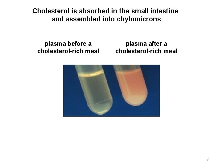 Cholesterol is absorbed in the small intestine and assembled into chylomicrons plasma before a