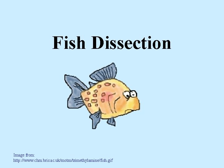 Fish Dissection Image from: http: //www. chm. bris. ac. uk/motm/trimethylamine/fish. gif 